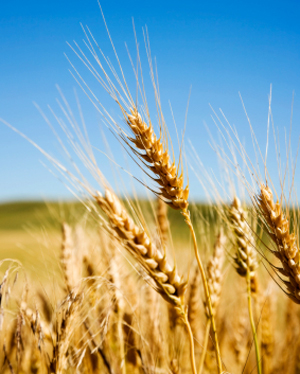 These crops reminded me of learning a language